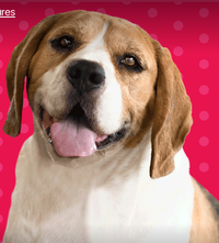 Synergy Professional Accounting Solutions