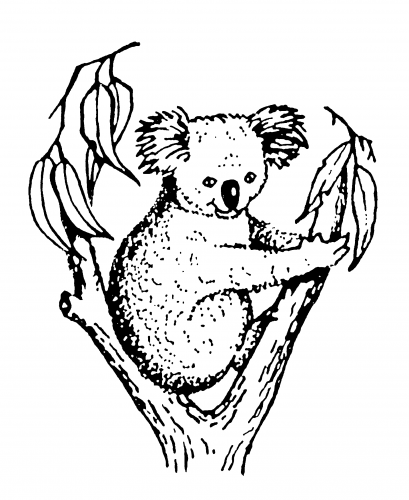 Koala Accounting & Taxation - Accountant Find 2