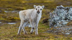 Prepare yourself for a look at a rare albino caribou calf photographed possibly for the first time Accountant Find